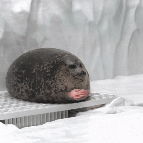 The Seal is waiting